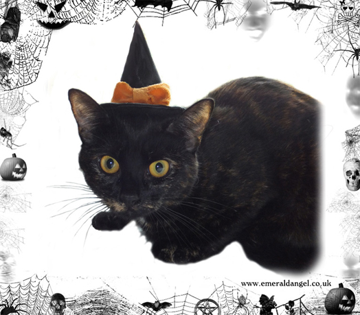 Satin & Bow Pet Witch Hat, Halloween Satin & Bow Pet Witch Hat, Halloween