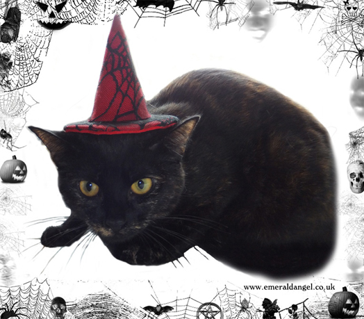 Spider Web Lace Pet Witch Hat, Halloween Spider Web Lace Pet Witch Hat, Halloween